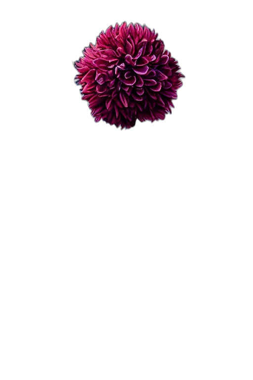 flower, crown, umbrella, jewelry transparent PNG cut-out