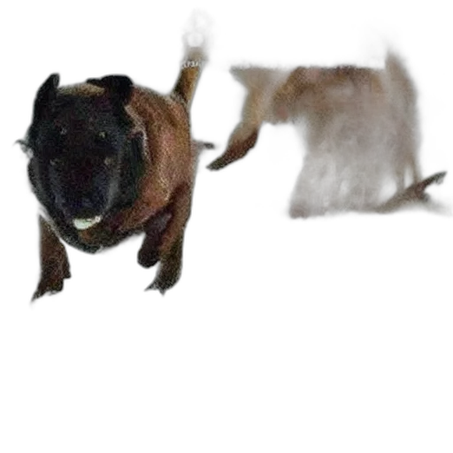 animal, creature, dragon, staff transparent PNG cut-out