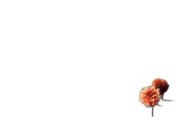 flower, crown, umbrella, tree transparent PNG cut-out