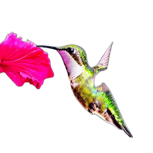 flower, animal, jewelry, dragon transparent PNG cut-out