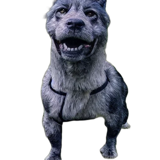 animal, creature, staff, face transparent PNG cut-out