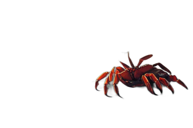animal, creature, food, weapon transparent PNG cut-out