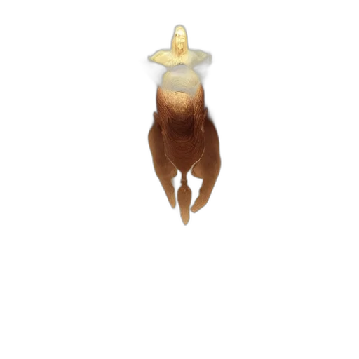 crown, animal, hair, jewelry transparent PNG cut-out