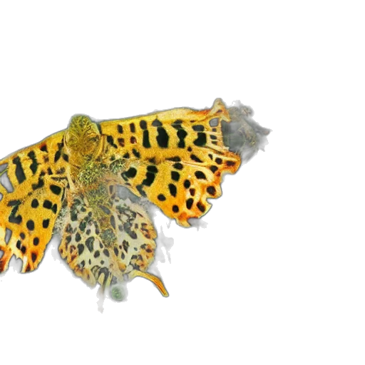 jewelry, animal, dragon, crown transparent PNG cut-out