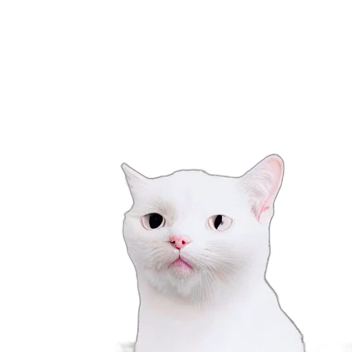 animal, creature, face, hat transparent PNG cut-out