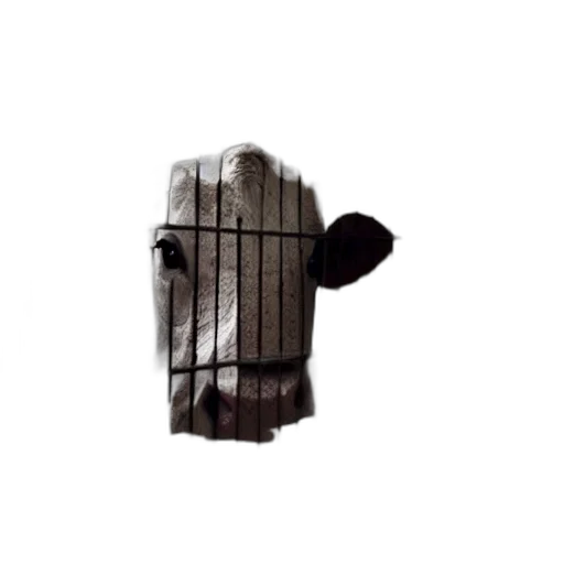 mask, hat, face, animal transparent PNG cut-out