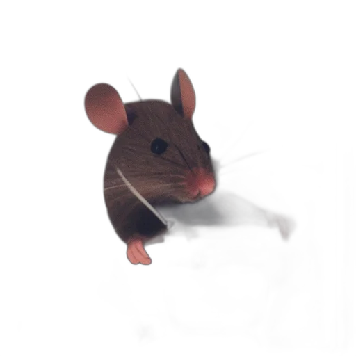 animal, creature, staff, food transparent PNG cut-out
