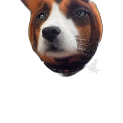 animal, face, creature, mask transparent PNG cut-out