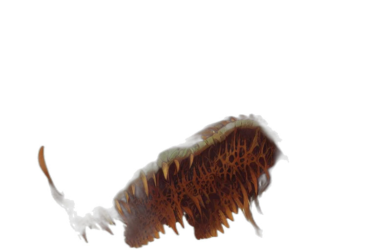 hair, creature, animal, crown transparent PNG cut-out