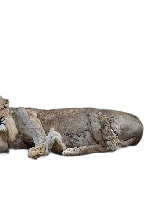 animal, crown, creature, staff transparent PNG cut-out
