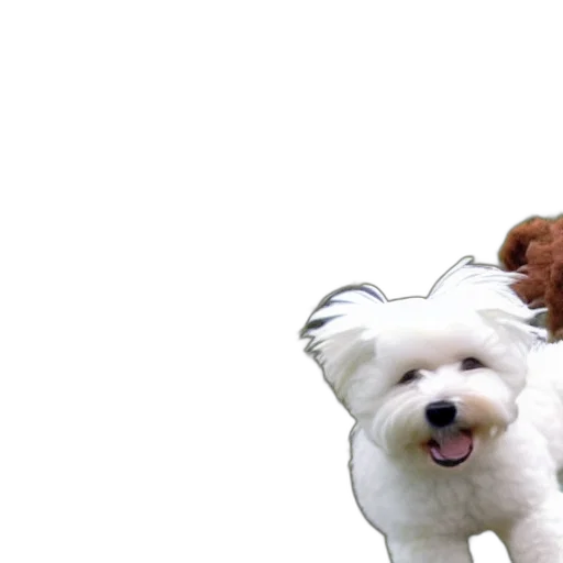 animal, 3d render, photorealistic, bichon transparent PNG cut-out