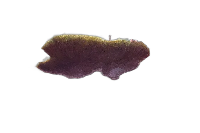 hair, hat, animal, creature transparent PNG cut-out