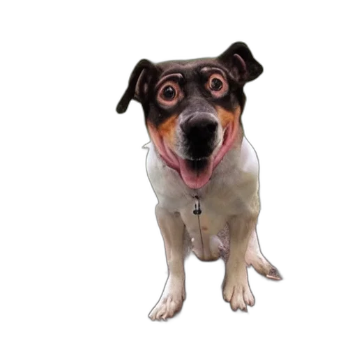 animal, staff, creature, face transparent PNG cut-out