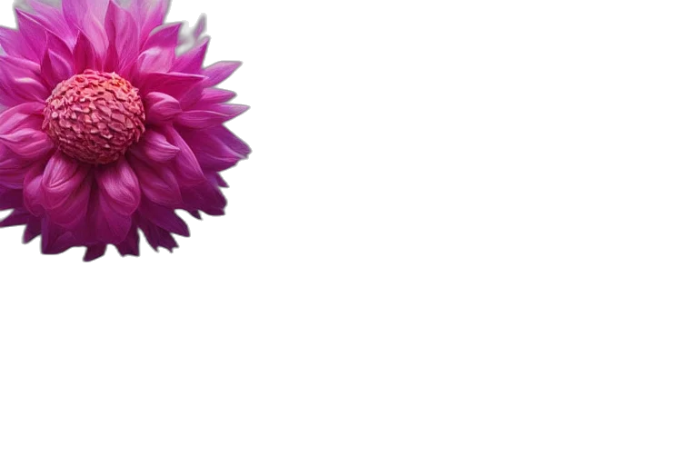flower, crown, umbrella, jewelry transparent PNG cut-out