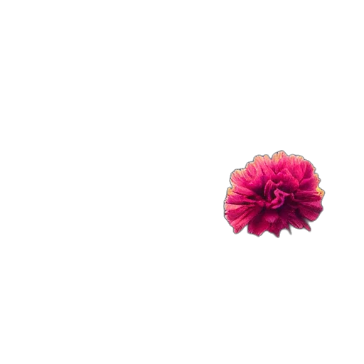 flower, crown, jewelry, umbrella transparent PNG cut-out