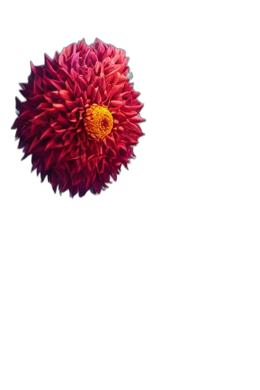 flower, crown, umbrella, staff transparent PNG cut-out