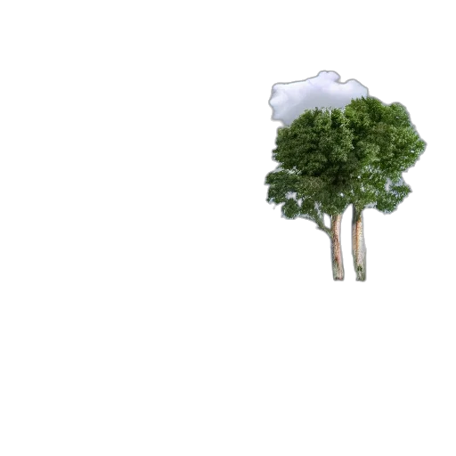 tree, umbrella, crown, bottle transparent PNG cut-out