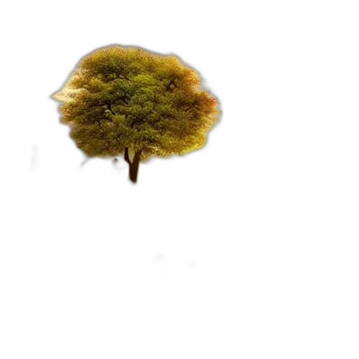 tree, umbrella, hair, crown transparent PNG cut-out