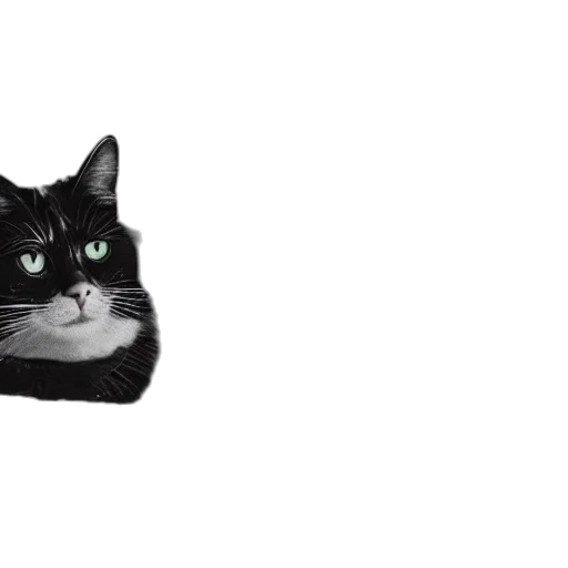 animal, hat, creature, face transparent PNG cut-out
