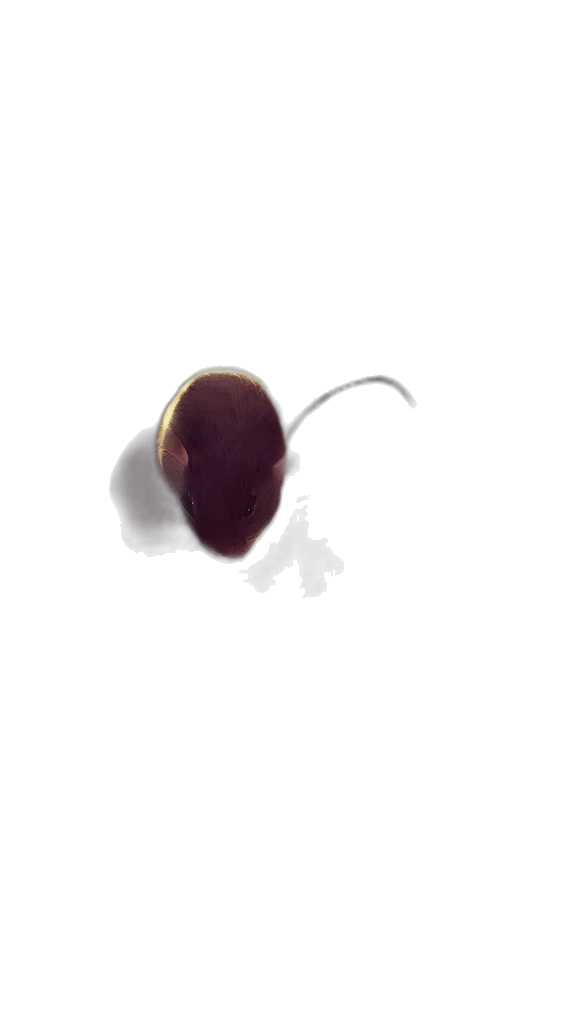 hair, creature, animal, food transparent PNG cut-out