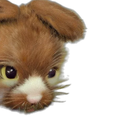 animal, creature, face, mask transparent PNG cut-out