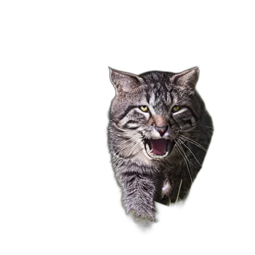 animal, creature, staff, face transparent PNG cut-out