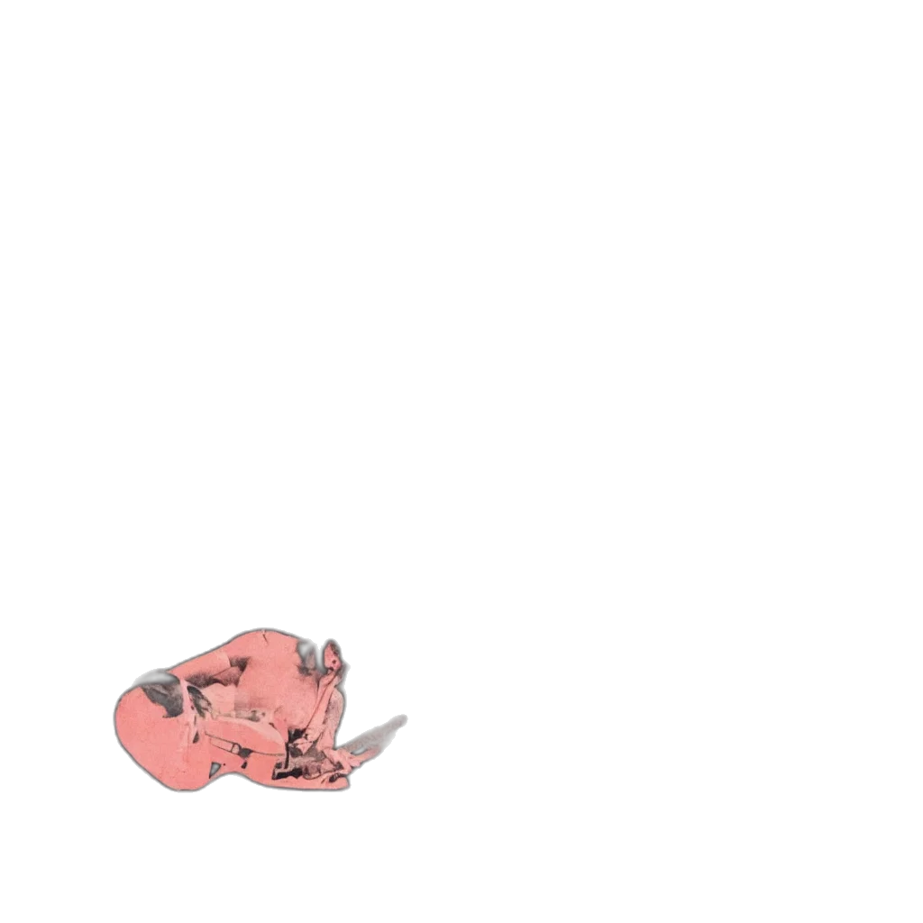 shoes, animal, creature, hat transparent PNG cut-out