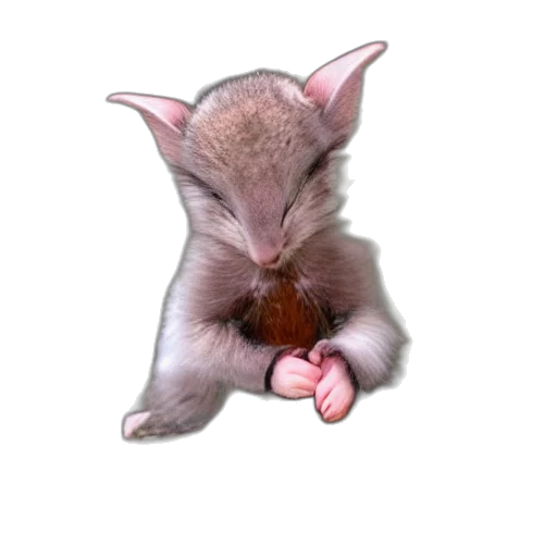 animal, food, staff, creature transparent PNG cut-out