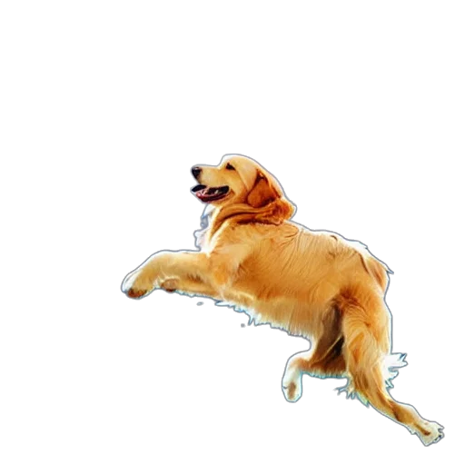 animal, creature, shoes, staff transparent PNG cut-out