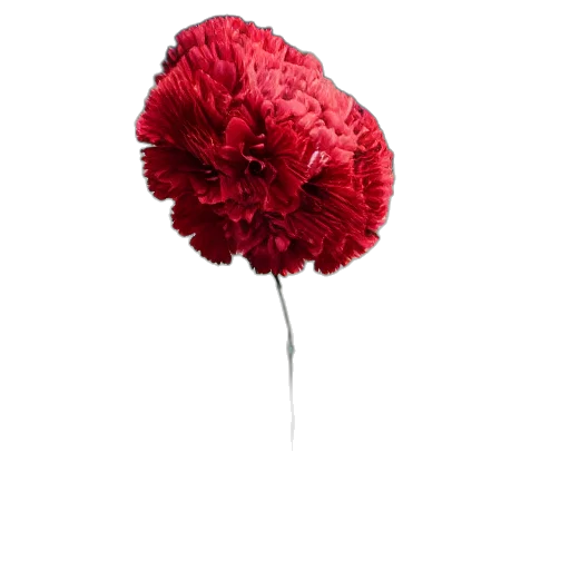 flower, umbrella, crown, hat transparent PNG cut-out