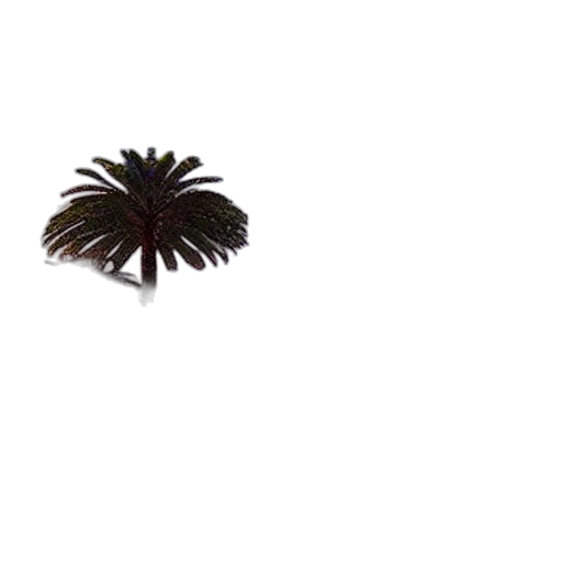 hair, crown, flower, umbrella transparent PNG cut-out