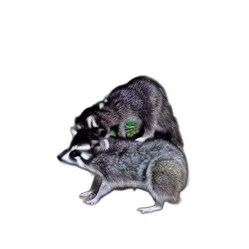 animal, creature, hat, mask transparent PNG cut-out