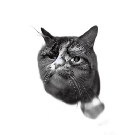 animal, face, creature, staff transparent PNG cut-out