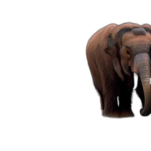 animal, creature, weapon, umbrella transparent PNG cut-out