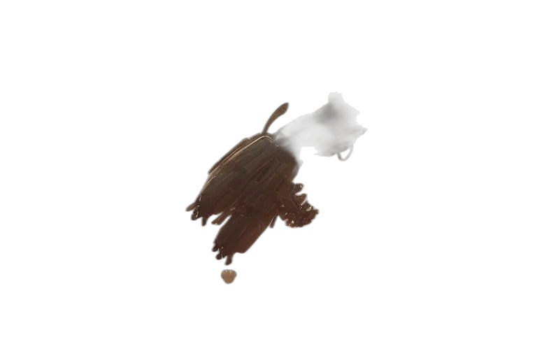 hair, creature, animal, hat transparent PNG cut-out