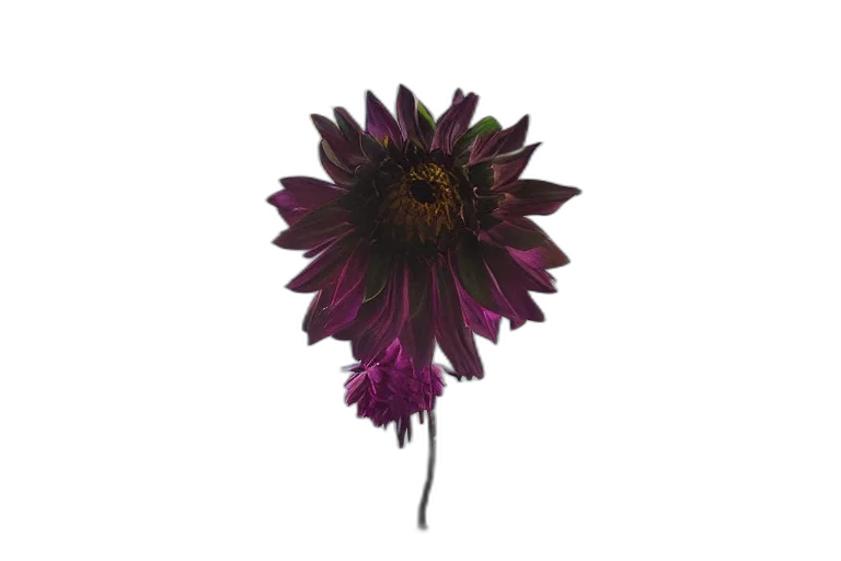 flower, crown, staff, umbrella transparent PNG cut-out