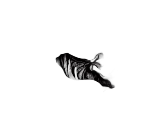 shoes, animal, dragon, creature transparent PNG cut-out
