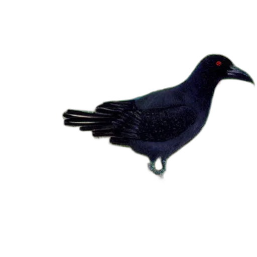 animal, staff, jewelry, crown transparent PNG cut-out