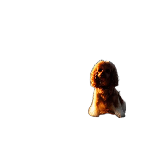 hair, animal, creature, mask transparent PNG cut-out