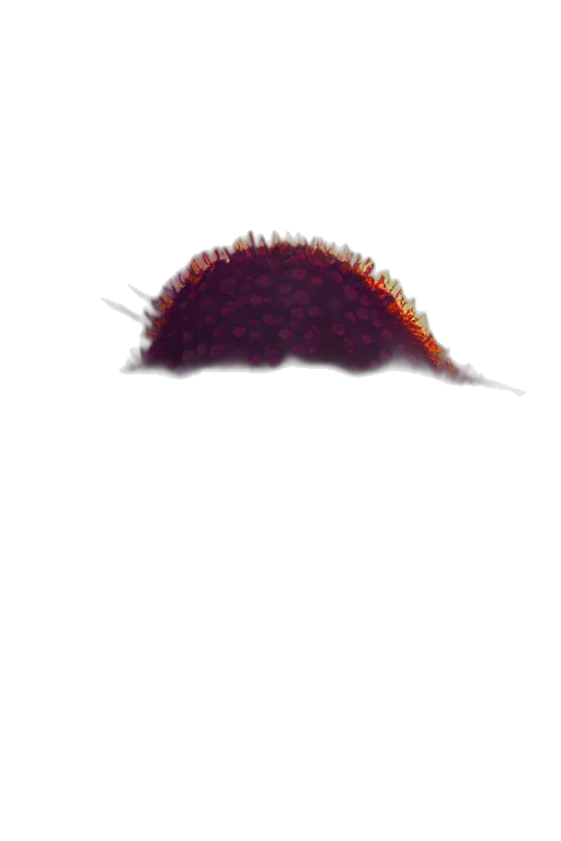 hair, hat, animal, creature transparent PNG cut-out