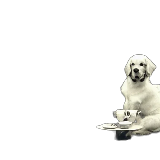 food, animal, staff, photorealistic transparent PNG cut-out