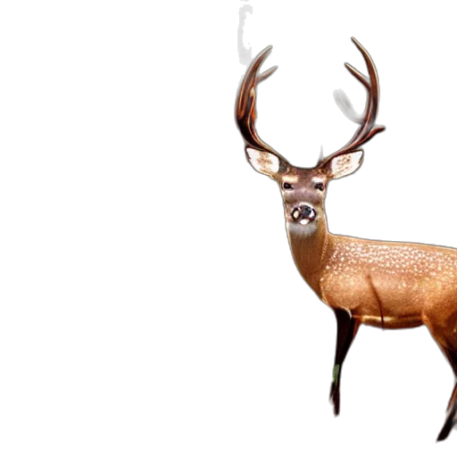animal, creature, crown, 3d render transparent PNG cut-out