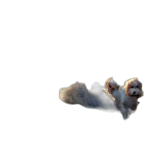 animal, creature, staff, hair transparent PNG cut-out