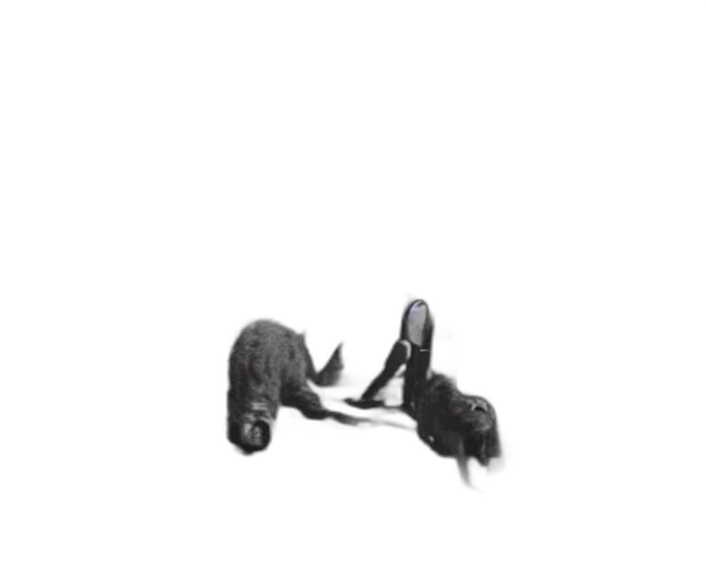 shoes, car, animal, hair transparent PNG cut-out