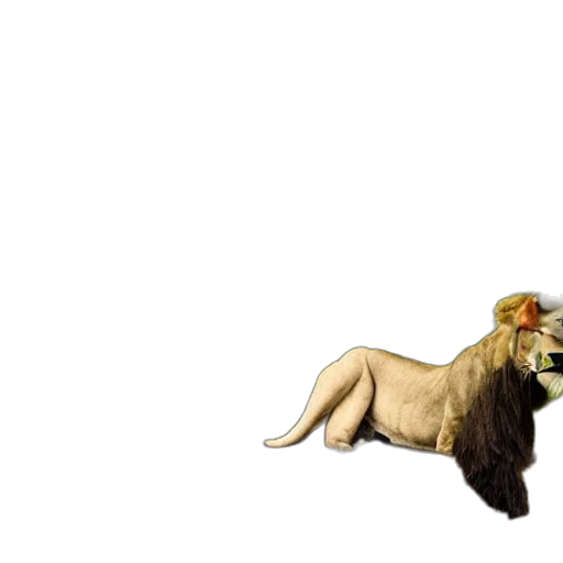 animal, crown, creature, hair transparent PNG cut-out
