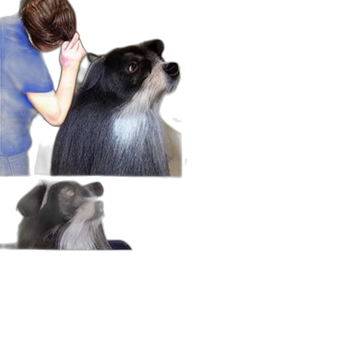 animal, hair, creature, staff transparent PNG cut-out