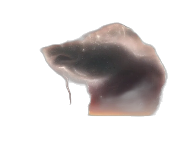 hair, creature, face, animal transparent PNG cut-out