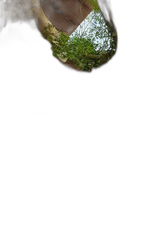 tree, face, hat, crown transparent PNG cut-out