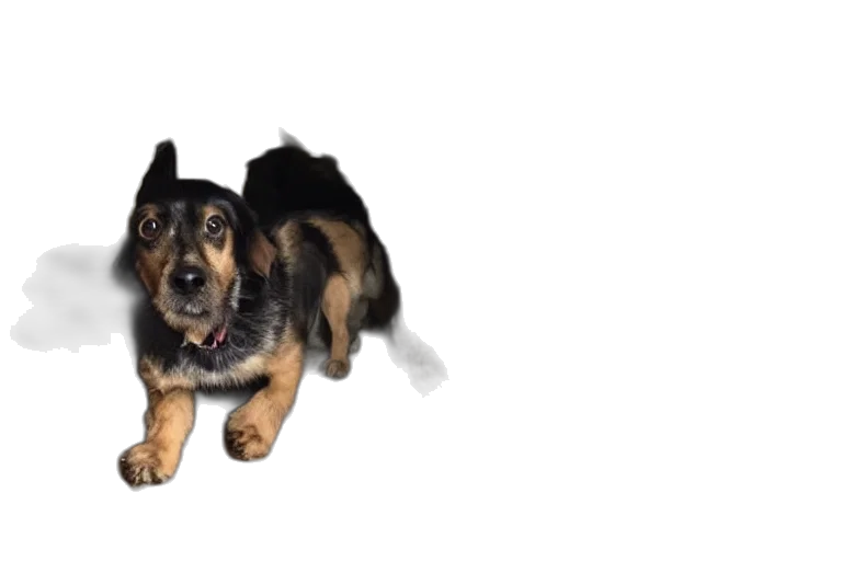 animal, creature, 3d render, photorealistic transparent PNG cut-out