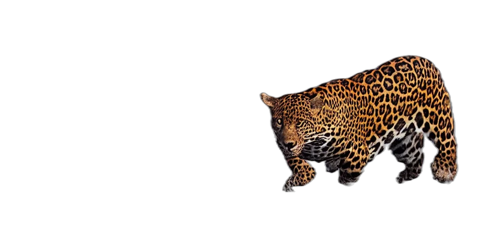 animal, creature, crown, jewelry transparent PNG cut-out